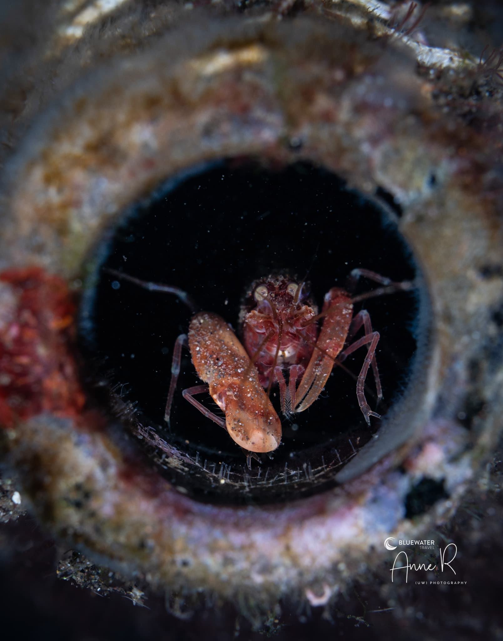 Muck diving macro