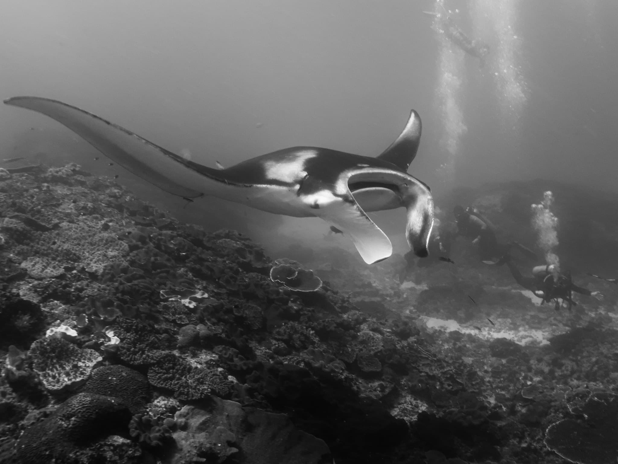 Special Dive Trips