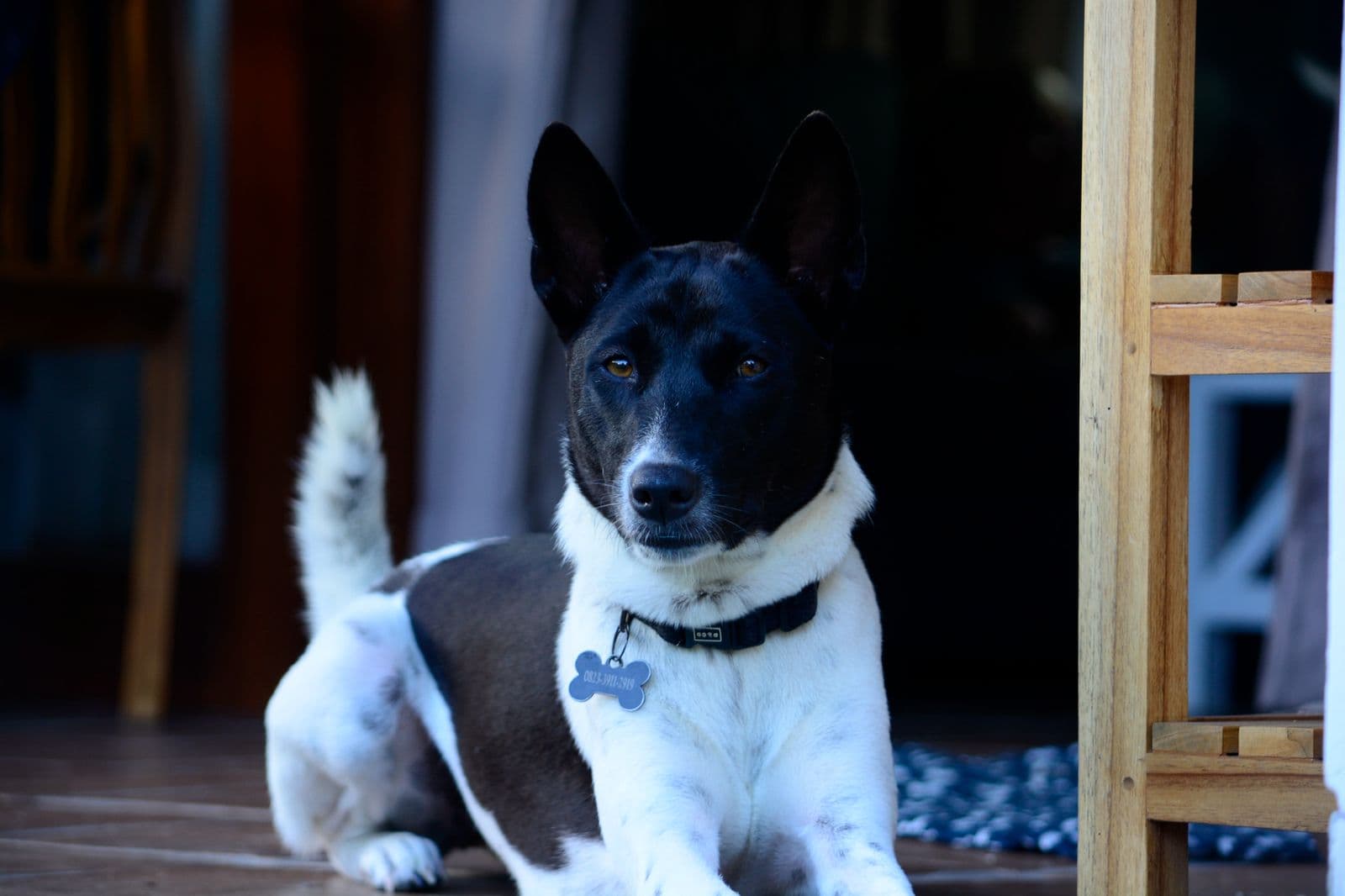 Lola